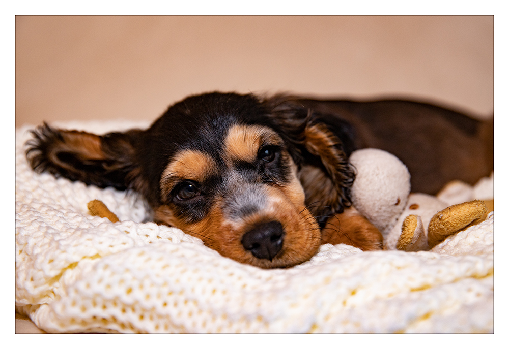 ~Cocker Spaniel~