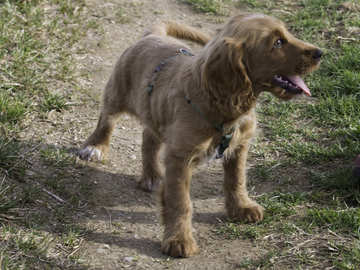 Cocker spaniel