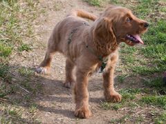 Cocker spaniel