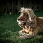 Cocker Spaniel Gino