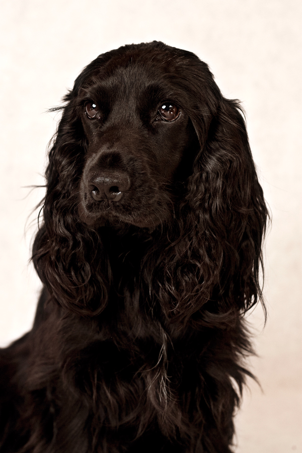 Cocker Spaniel Kaya