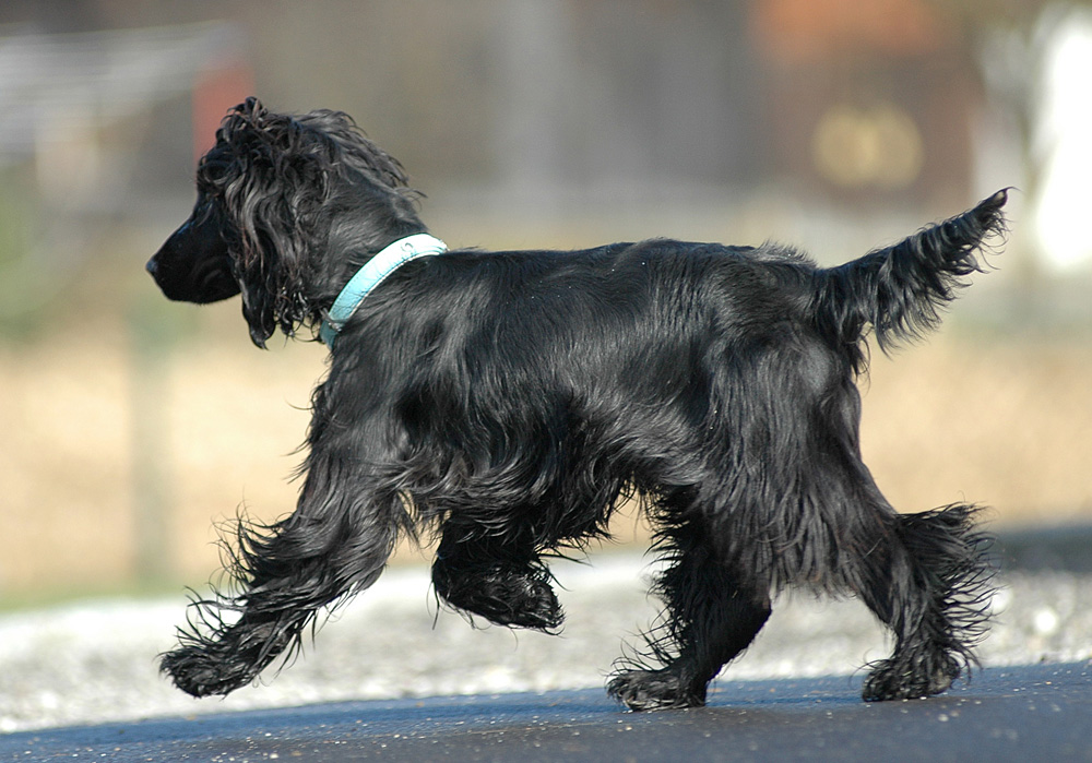 Cocker Spaniel "Merlin"