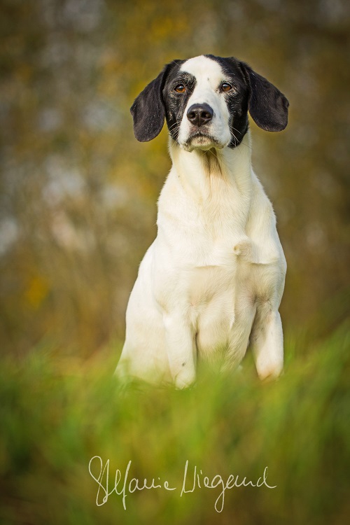 Cocker Spaniel Mix | Tayler