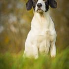 Cocker Spaniel Mix | Tayler