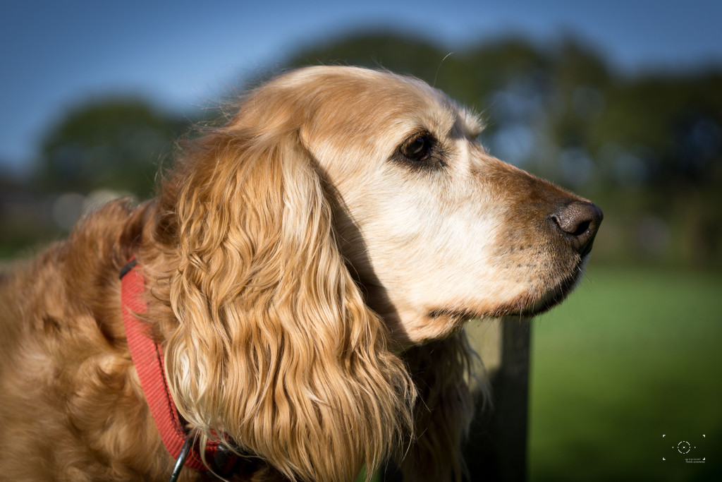 Cocker Spaniel Piper