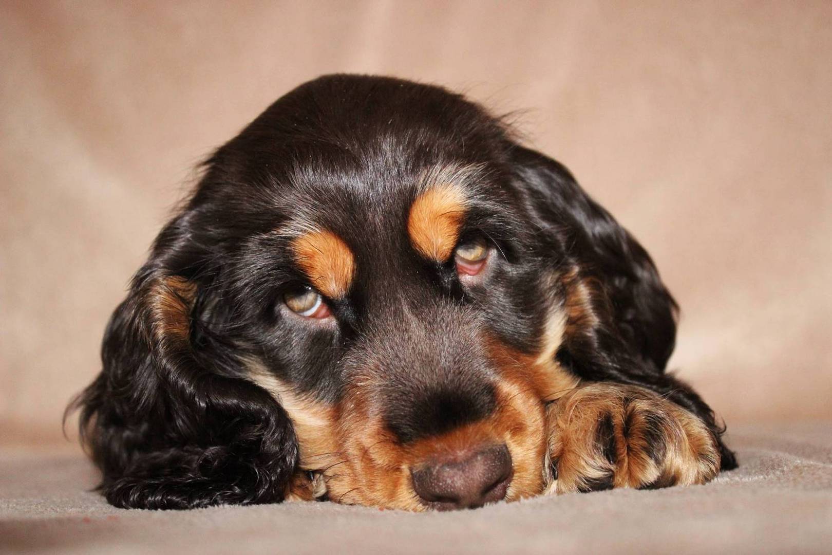 Cocker Spaniel Welpe Braun mit Loh