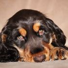 Cocker Spaniel Welpe Braun mit Loh