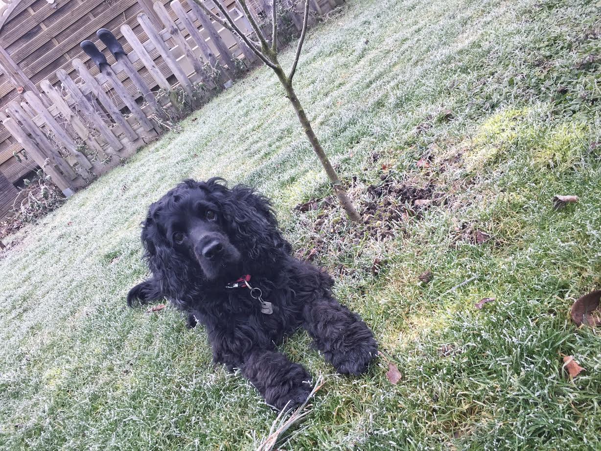 Cocker Spaniel | Winter2016