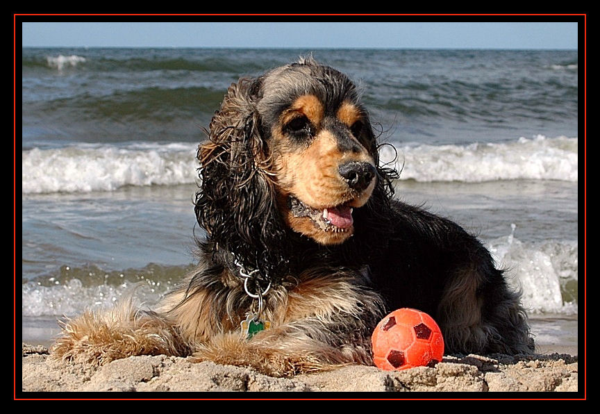 Cocker - Strandschönheit 1