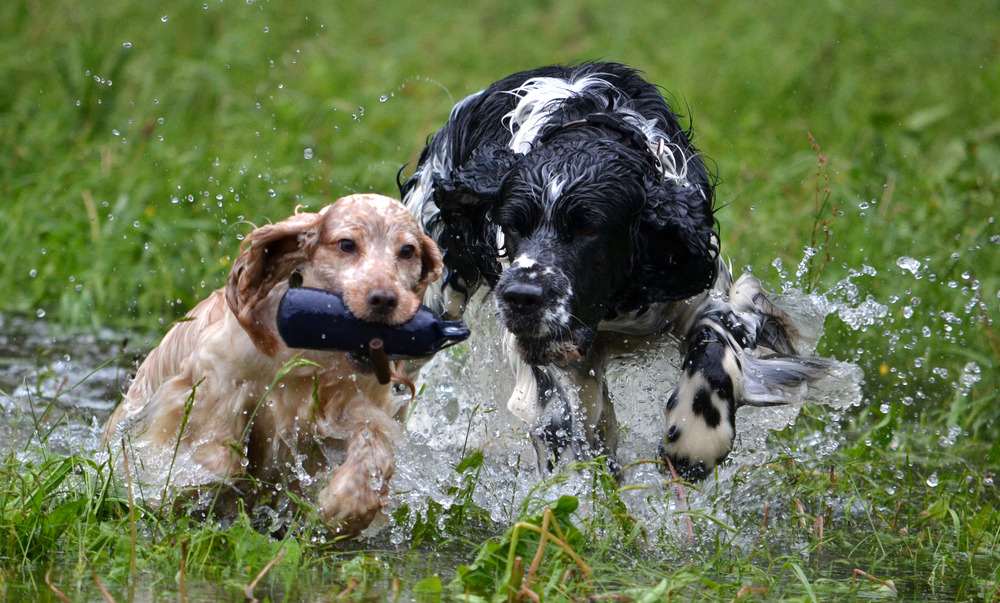 Cocker und Springer Spaniel