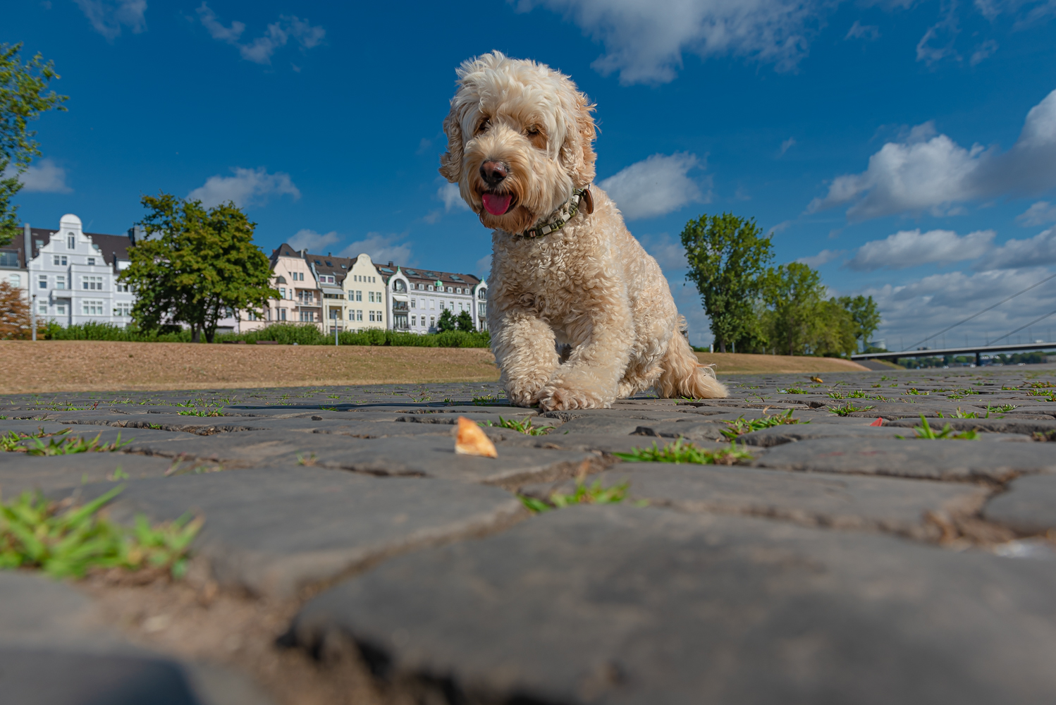 Cockerpoo Barney