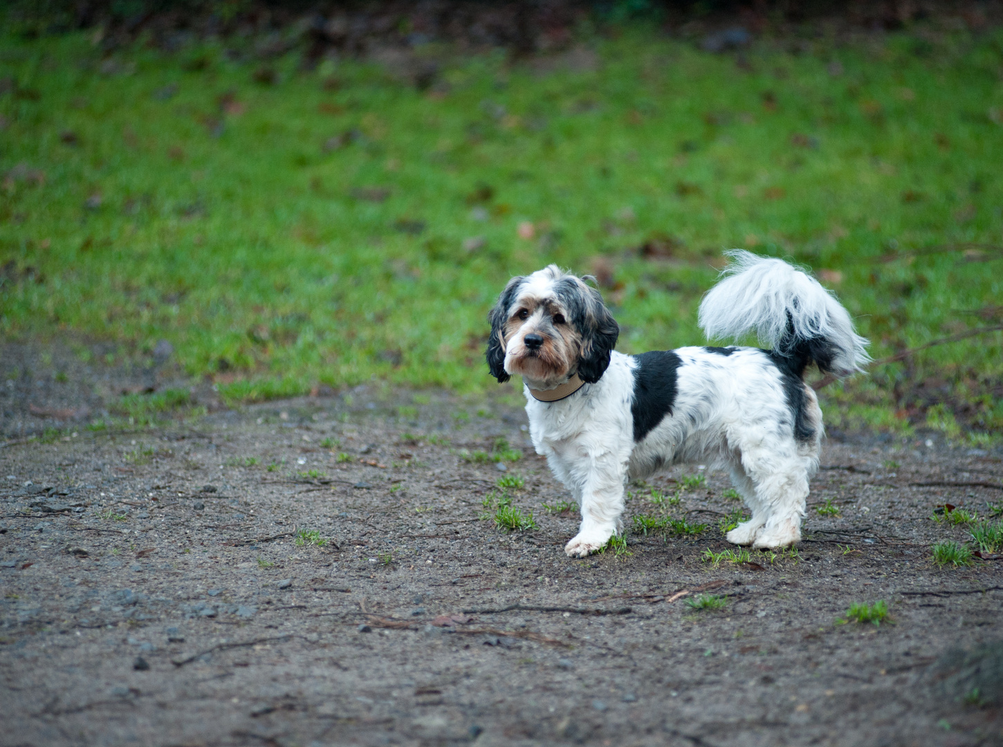 Cockerpoo - cocker spaniel pudel (terrier ) mix