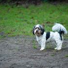 Cockerpoo - cocker spaniel pudel (terrier ) mix