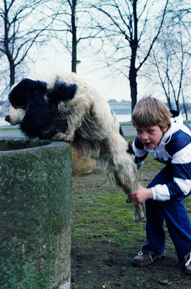 Cockerspaniel beim Trinken aus einem Brunnen