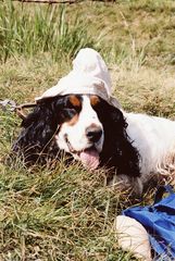 Cockerspaniel nach der Bergbesteigung