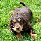 Cockerspaniel Welpe