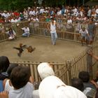 cockfighting 2