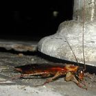 Cockroach - Cucaracha Benidorm 2002