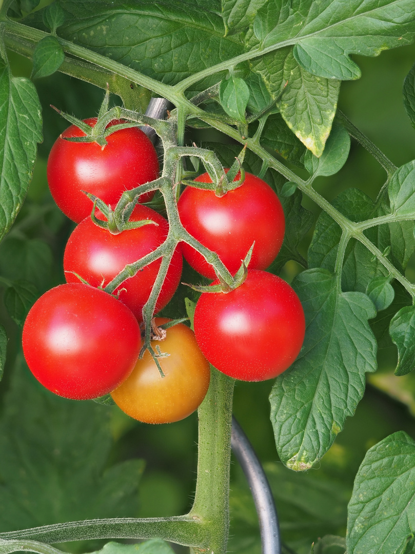 Cocktailtomate Manolo Red Picolino, F 1, Solarum Lycopersicum