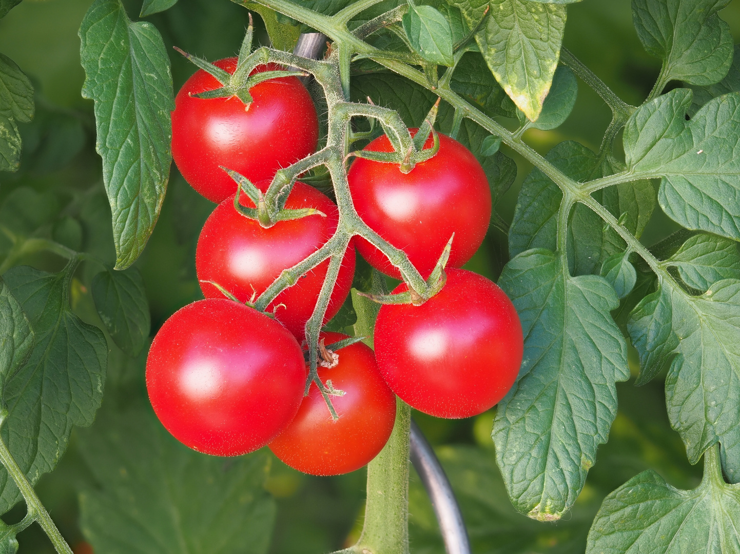 Cocktailtomate „Manolo Red“ Picolino, F 1, Solarum Lycopersicum