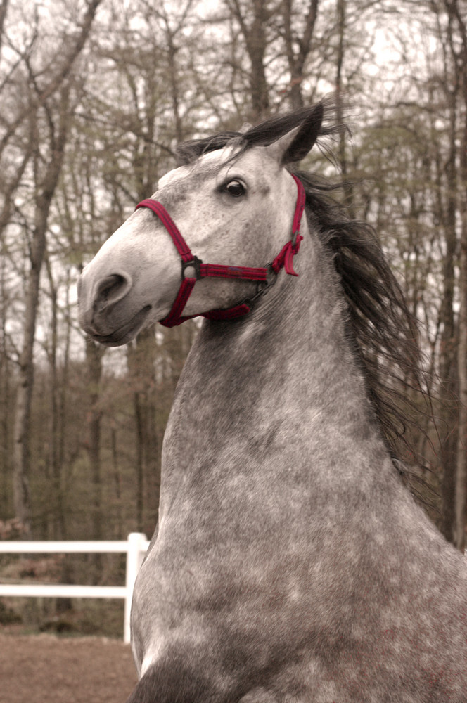 Cocky Lusitano