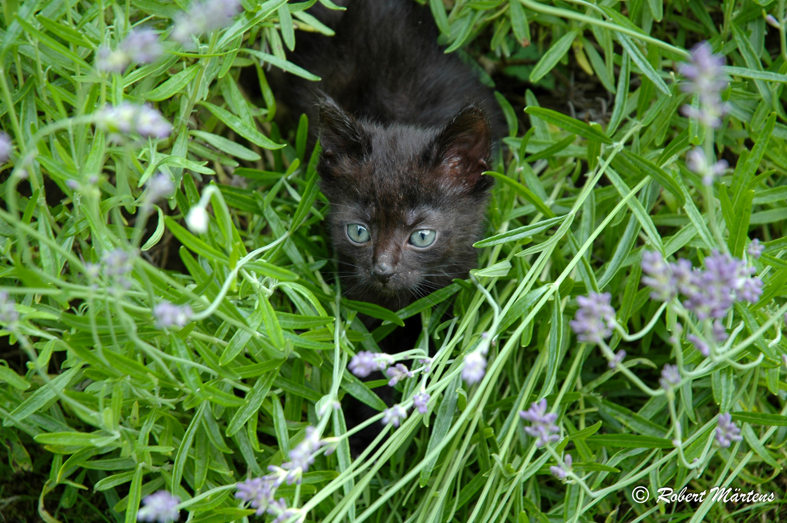 Coco auf der Jagd in ihrem Dschungel