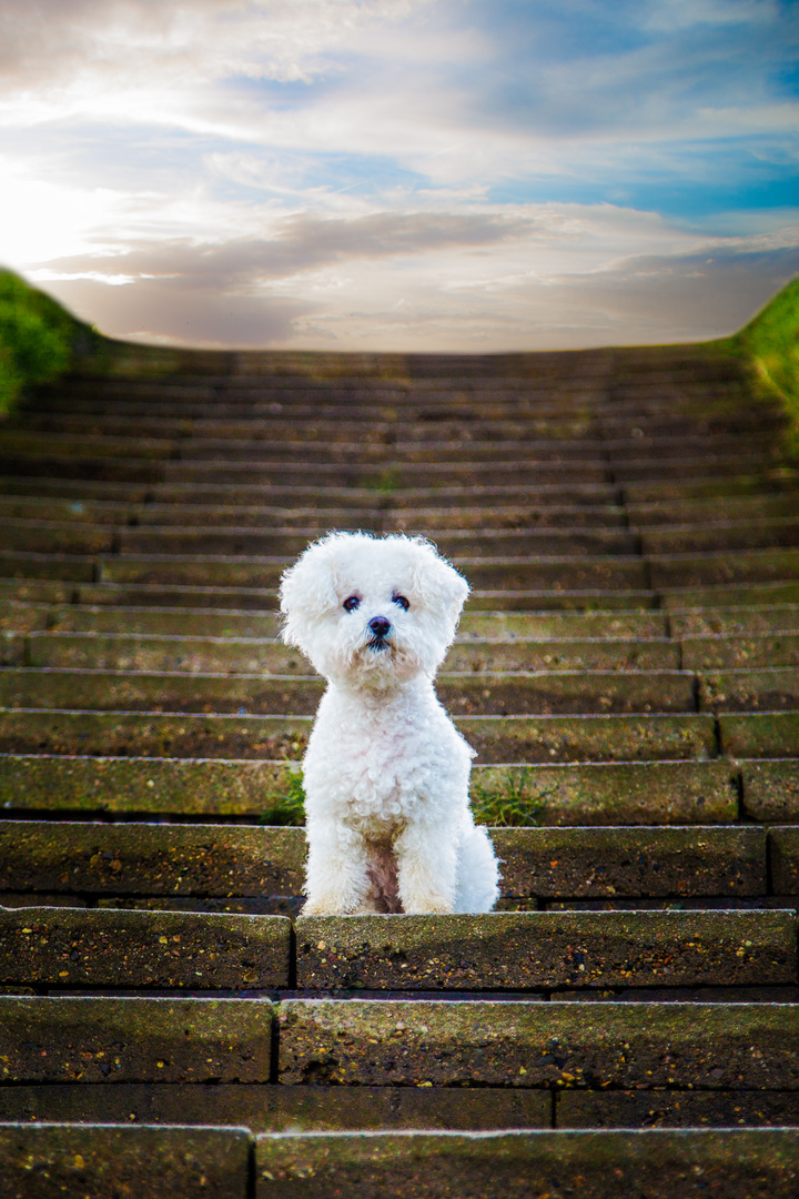 Coco auf der Treppe