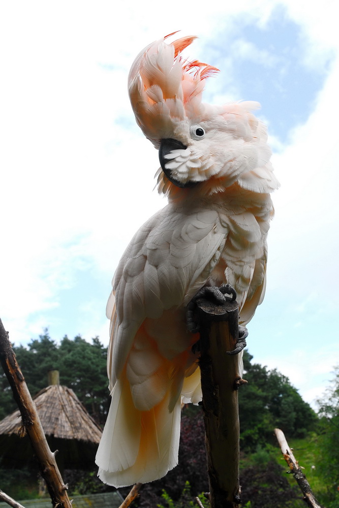 Coco aus dem Vogelpark Uckersdorf