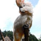 Coco aus dem Vogelpark Uckersdorf