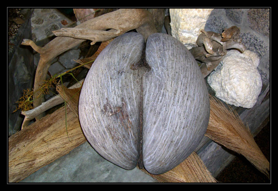 Coco de mer