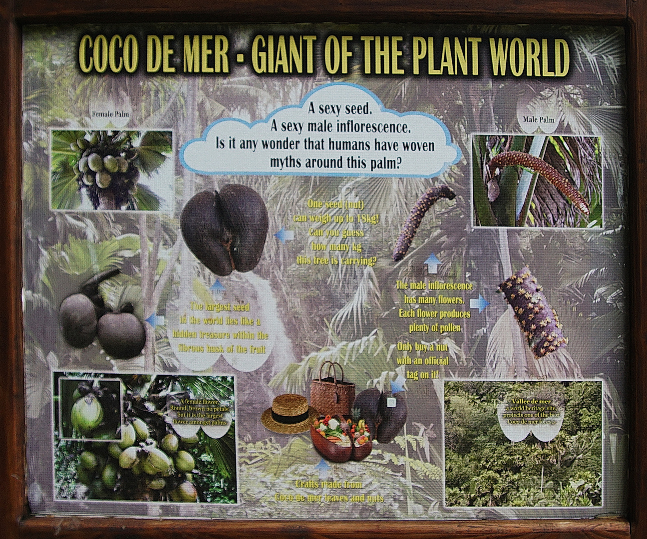 Coco de Mer - Giant of the Plant World