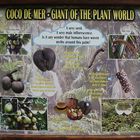 Coco de Mer - Giant of the Plant World