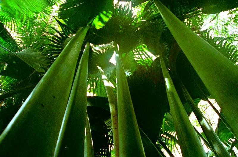 Coco de Mer im Valleè de Mai / Praslin / Seychellen