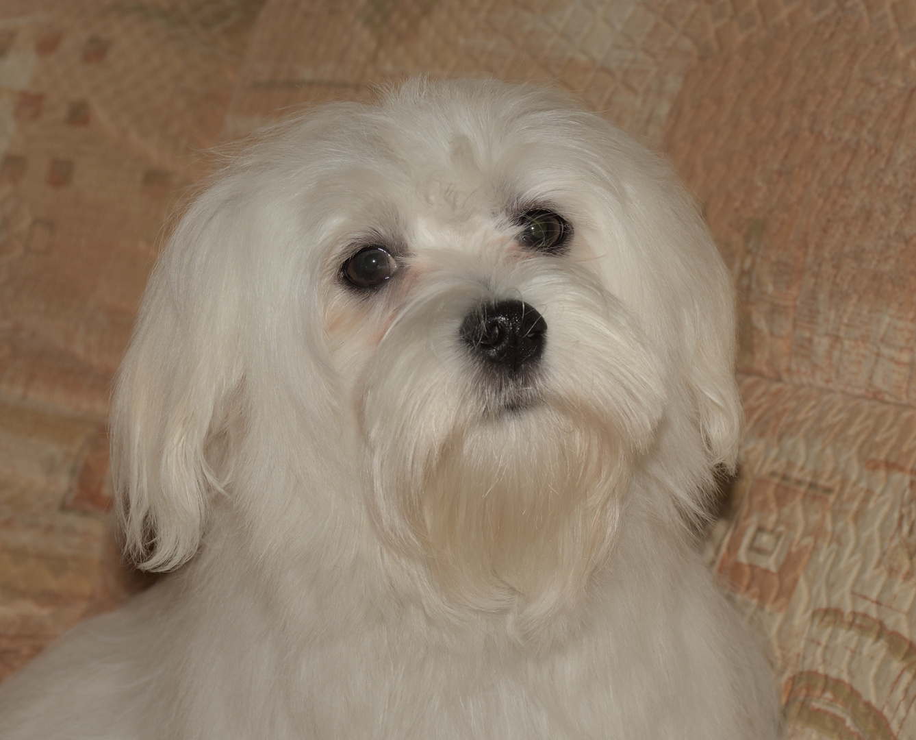 Coco Foto &amp; Bild hund, katzen, tiere Bilder auf