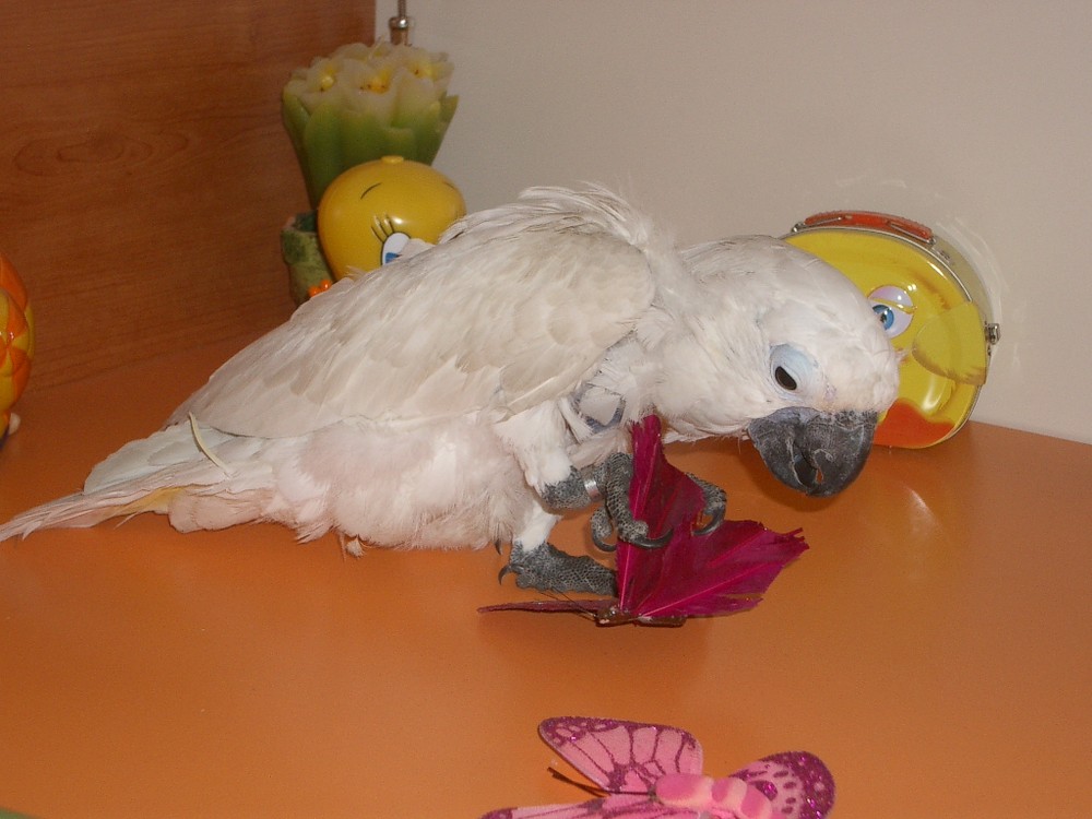 coco il cacatua