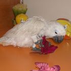 coco il cacatua