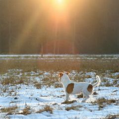 Coco im Abendlicht