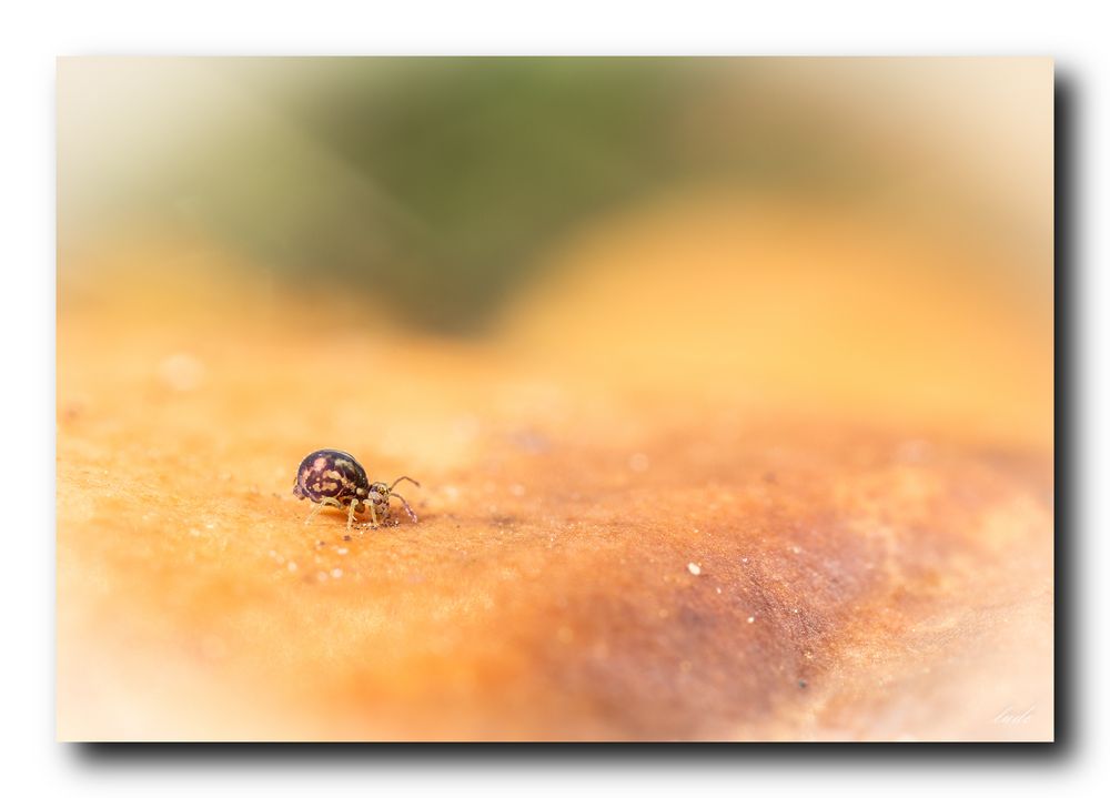 coco mange un vieux coing 