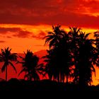 Cocô preto e céu vermelho