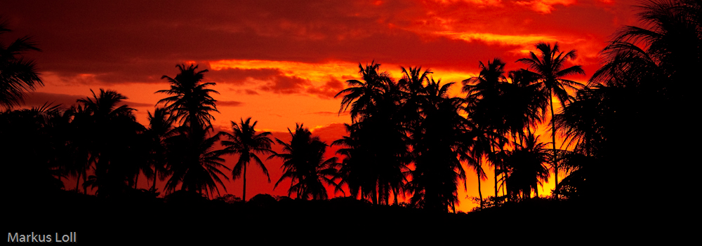 Cocô preto e céu vermelho