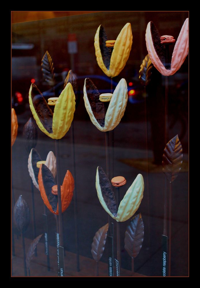 Cocoa Bean Pods