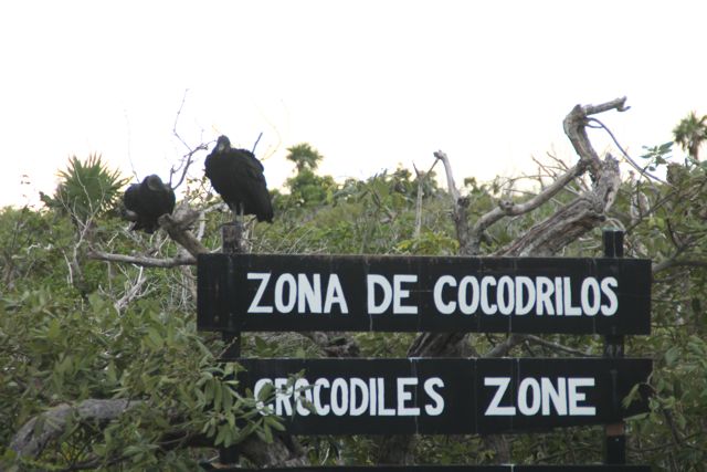 cocodrilos