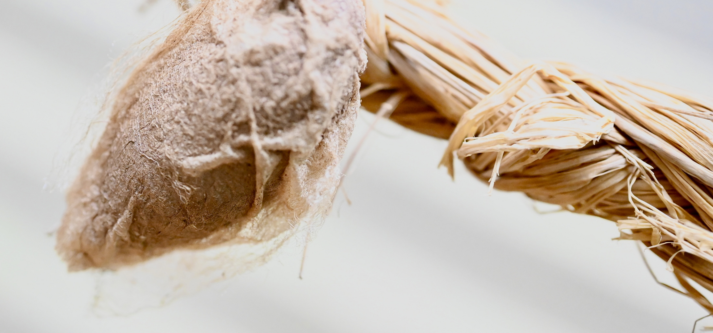 Cocon Foto & Bild tiere, tierdetails, natur Bilder auf