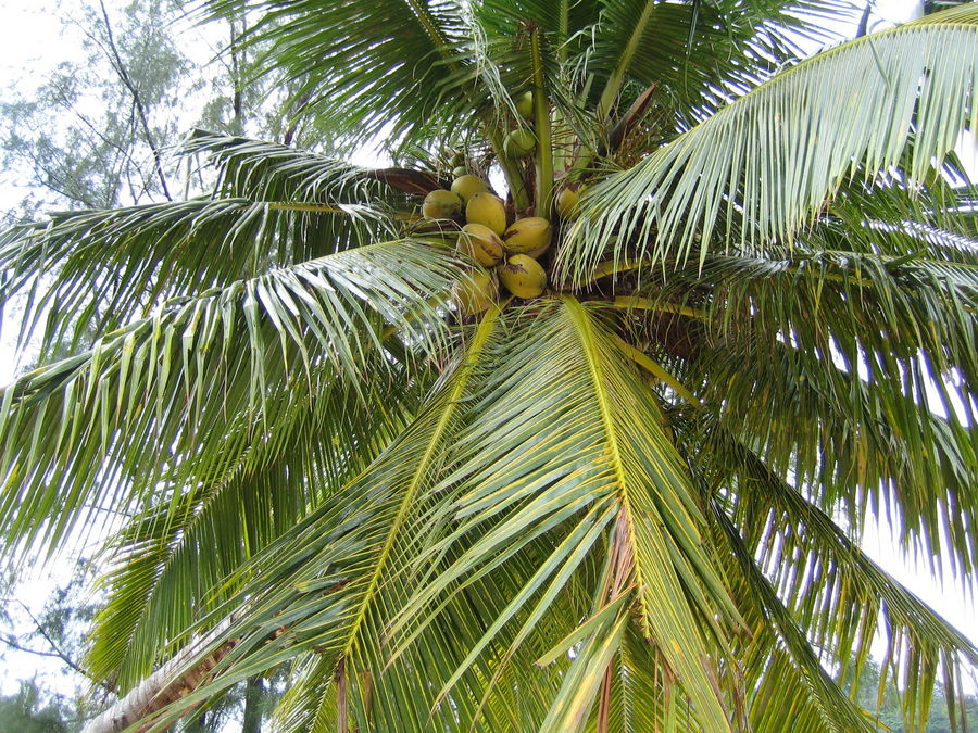 Coconut by Marcus Fero