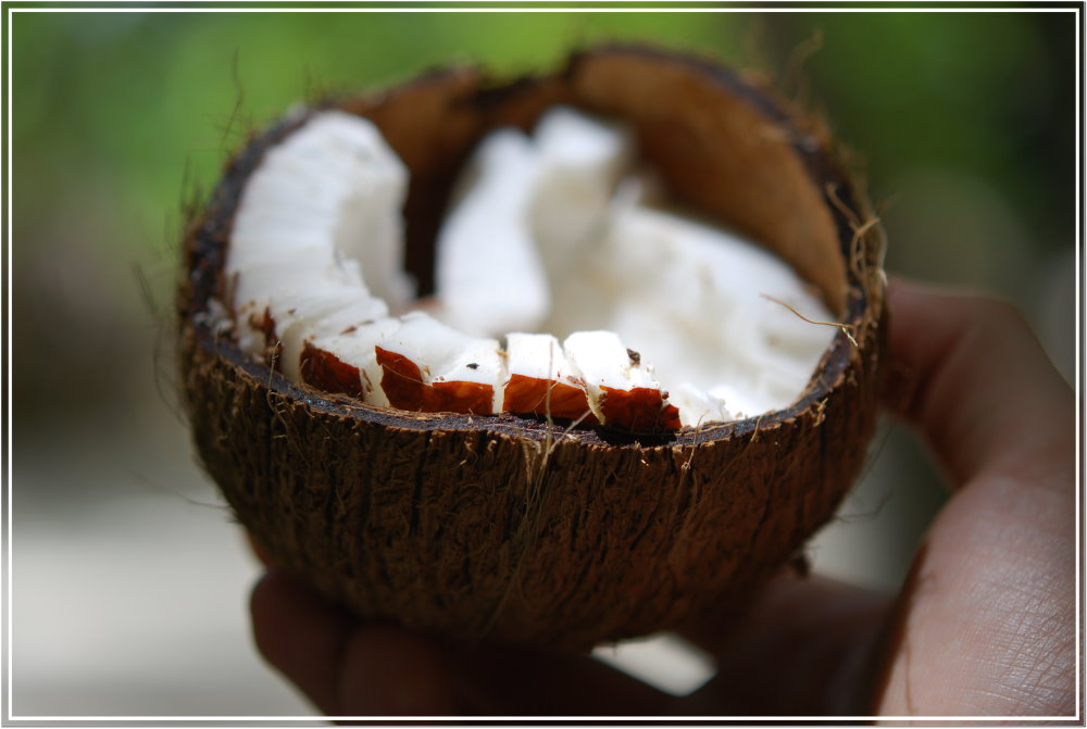 Coconut