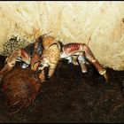 Coconut Crab oder Kokoskrebs