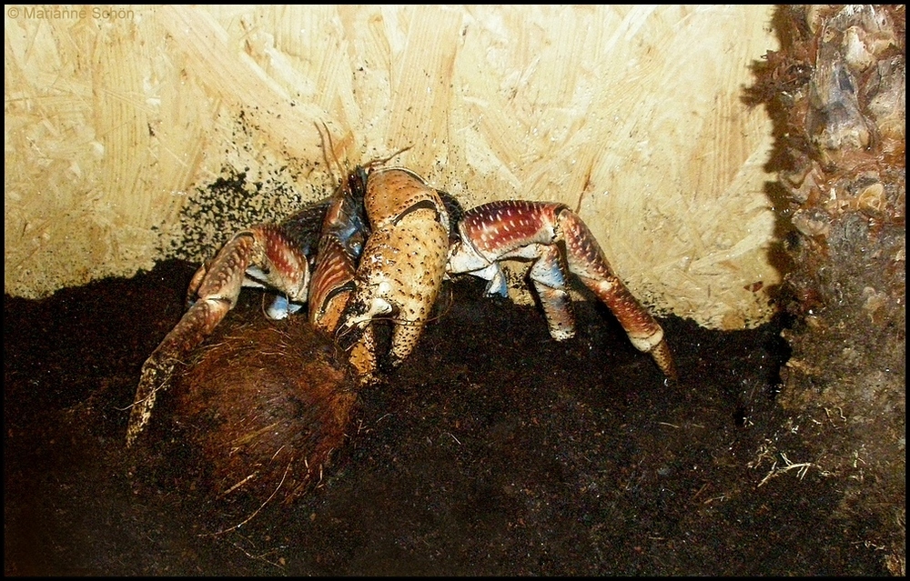 Coconut Crab oder Kokoskrebs