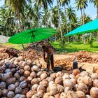 Coconut Cracker Amphoe Sawi