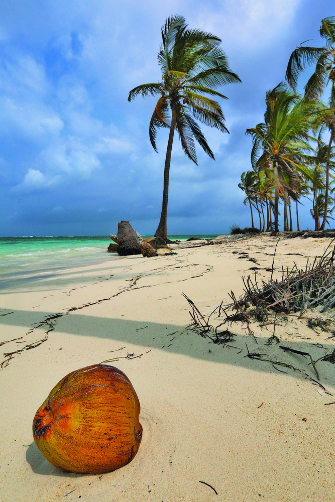 coconut dreams ...