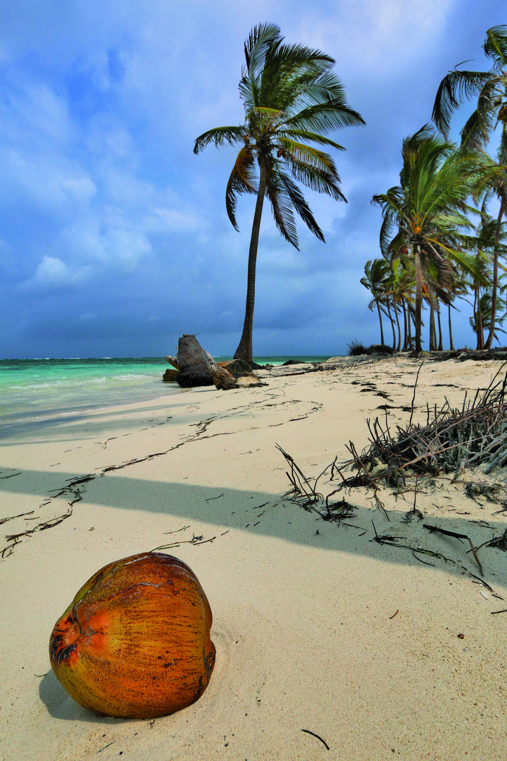 coconut dreams ...